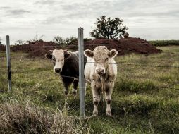 Las actividades primarias crecieron 3.1 por ciento. EL INFORMADOR / ARCHIVO