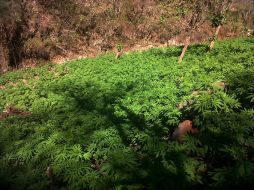 La nueva legislación permite la posesión a nivel particular de hasta cinco ejemplares en pequeñas cantidades. EL INFORMADOR / ARCHIVO