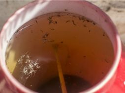 Piden a la población en zonas de riesgo voltear cubetas  y botellas. AP / ARCHIVO