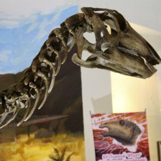 Descubren un nuevo dinosaurio en Tailandia