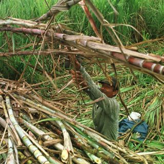 Campesinos de SLP denuncian explotación laboral
