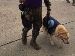 Especialistas con perros adiestrados comenzaron a inspeccionar ambas estaciones. NTX / ARCHIVO