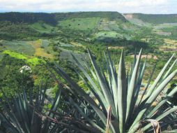 Identidad. El Paisaje Agavero forma parte de nuestra identidad, pero requiere más apropiación de los jaliscienses para su cuidado. EL INFORMADOR / ARCHIVO