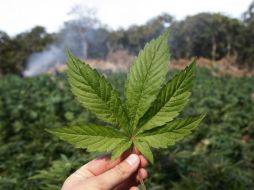 Algunos visitantes extranjeros han consultado por la sustancia en farmacias de la costa atlántica del país. EL INFORMADOR / ARCHIVO