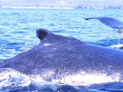 La muerte de los cetáceos corresponde a una situación natural. EL INFORMADOR / ARCHIVO