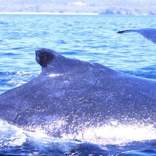 La Profepa atiende varamiento de 10 ballenas muertas en BCS y Nayarit