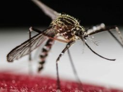 La OMS tiene previsto decidir este lunes si el brote del zika es o no una emergencia sanitaria de alcance internacional. EFE / J. Arguedas