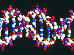 Detractores temen que esto abra la puerta a los llamados 'bebés de diseño'. AP / ARCHIVO