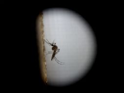 El zika es provocado por un virus transmitido por el mosquito Aedes aegypti, el mismo que propaga el dengue y chikungunya. EFE / E. Biba