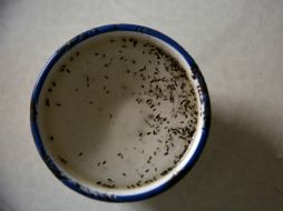 Aún no hay una alerta por el virus Zika, pero si piden reforzar las medidas preventivas. EFE / E. Biba