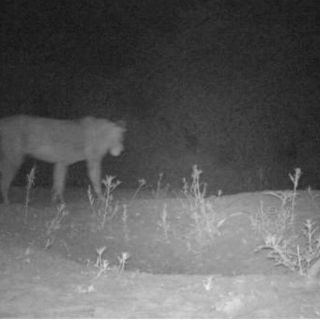 Descubren población desconocida de leones en reserva de Etiopía
