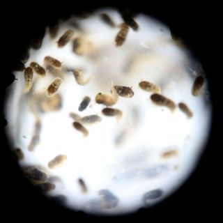 Secretaría de Salud confirma 21 casos de zika en México