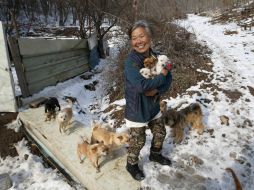 Recoge a los perros de la calle y compra otros en peligro de ser vendidos a granjas de carne de perro. AP / L. Jin Man