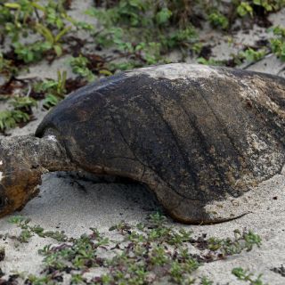 El hombre prehistórico comía tortugas además de carne de caza
