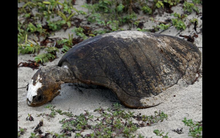 Es probable que los niños y ancianos atraparan a las tortugas por ser una presa fácil. EL INFORMADOR / ARCHIVO