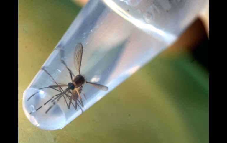 El zika es transmitido por el mosquito Aedes aegypti, el mismo vector de enfermedades como el dengue y el chikungunya. AFP / M. Recinos