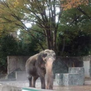Buscan el mejor hogar para la elefanta más vieja de Japón