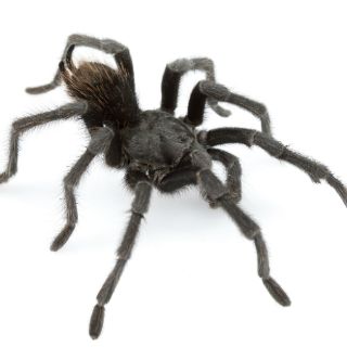Hallan nueva tarántula, recibe el nombre de la leyenda Johnny Cash