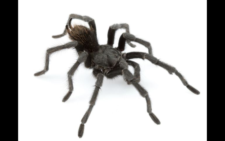 Se encontró que la Johnny Cash está ampliamente difundida, pero hasta ahora se consideraba que pertenecía a otra especie. AFP / C. Hamilton