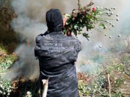 En el sembradío se encuentran 25 plantas por metro cuadrado, con una altura de 80 por 90 centímetros. TWITTER / @PGR_Mich