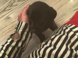 ''Nueva adición a la familia. Su nombre es Phil'', escribió el canadiense. INSTAGRAM / justinbieber