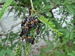 Con el tiempo estos seres se han adaptado a todos los medios y climas mientras evolucionan. NTX / ARCHIVO