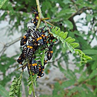 Sin insectos se acabarían gran parte de la flora y la fauna