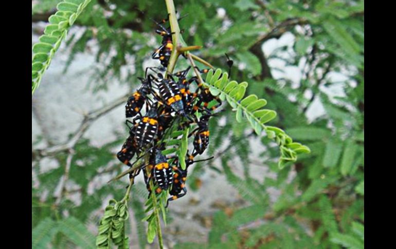 Con el tiempo estos seres se han adaptado a todos los medios y climas mientras evolucionan. NTX / ARCHIVO