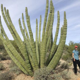 Los cactus, en peligro de extinción