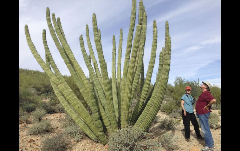 Gran parte del comercio ilegal de cactus lo promueven coleccionistas asiáticos y europeos. EL INFORMADOR / ARCHIVO