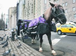 Nostalgia. Los paseos a carruaje en Nueva York enfrentan la fuerte oposición del alcalde de esa ciudad, Bill de Blasio. EFE /