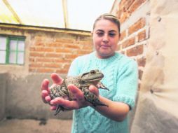 Demanda. Una tercera parte de la producción de rana es para el consumo local en México. EL INFORMADOR / R. Tamayo