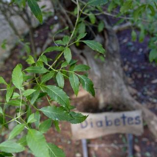 Estudian la planta Tillandsia para combatir la diabetes