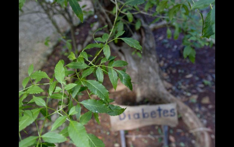 Señalan que más de 75 por ciento de las Tillandsias son raras o exóticas y 25 por ciento son de uso medicinal. NTX / ARCHIVO