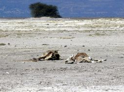 El plan busca reunir 57.1 MDD para asistir a unas 500 mil personas con alimentos, atención en salud, agua y saneamiento. EL INFORMADOR / ARCHIVO