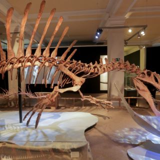 Museo de Historia Natural descubre el ecosistema del Spinosaurus