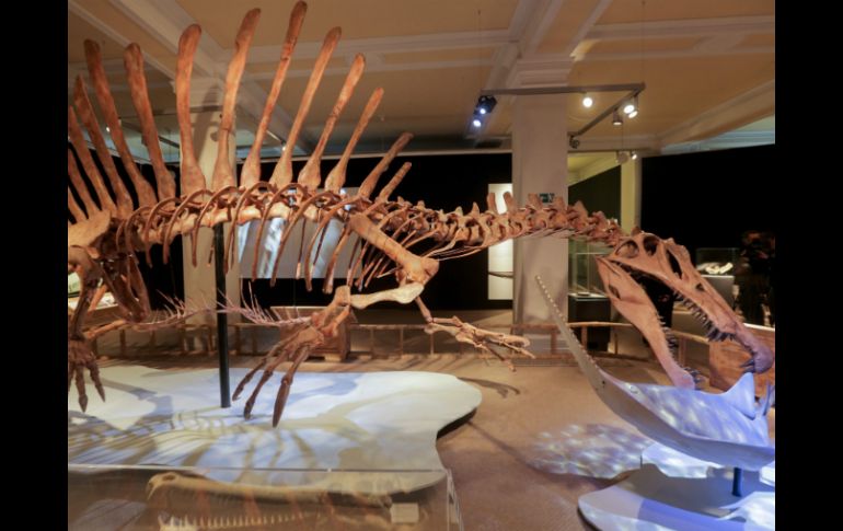 El esqueleto del Spinosaurus es una de las estrellas del museo junto a un tiranosautius rex. AFP / K. Nietfeld