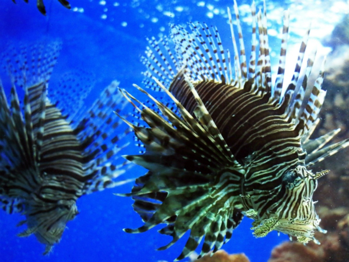 Descubren especies marinas únicas en el mundo en islas chilenas | El Informador