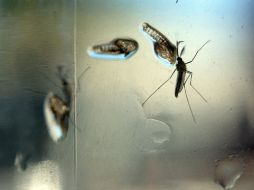 La infección por zika se transmite por la picadura del mosquito Aedes aegypti, el mismo del dengue y el chikungunya. AFP / M. Recinos