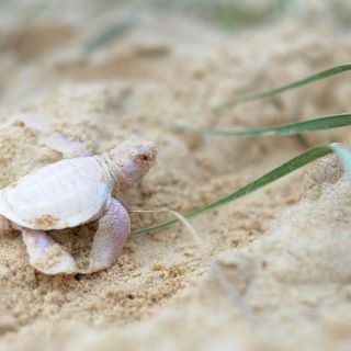Nace una rara tortuga albina en playa australiana