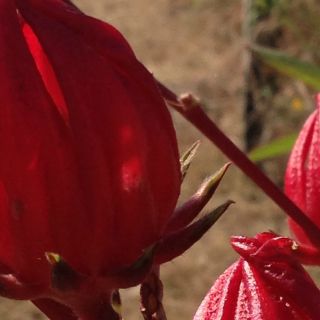 Compuestos de la flor de jamaica ayudan contra la hipertensión