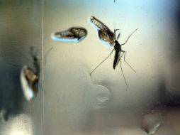 El virus zika se transmite mayormente a través de picadura de un mosquito que no se encuentra normalmente en Ohio. AFP / ARCHIVO
