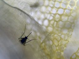 Es poco probable que el virus se extienda en China debido a las bajas temperaturas y la falta de actividad de mosquitos. AFP / ARCHIVO