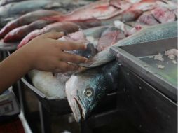 La proteína del pescado se aprovecha para el crecimiento y formación de las células de los tejidos. EL INFORMADOR / ARCHIVO