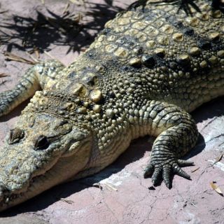 Sancionan a empresa en Chetumal por la muerte de cocodrilos