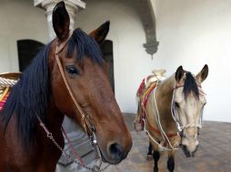 Las caras humanas de ira aceleran significativamente el ritmo de los latidos del corazón del caballo. EL INFORMADOR / ARCHIVO