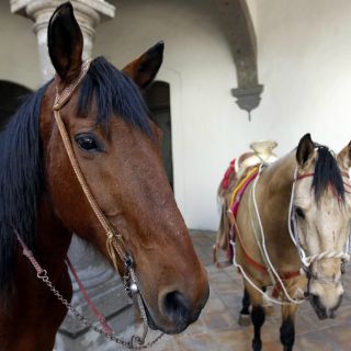 Caballos domésticos, reconocen las expresiones humanas