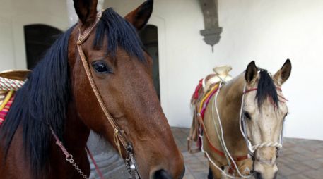Las caras humanas de ira aceleran significativamente el ritmo de los latidos del corazón del caballo. EL INFORMADOR / ARCHIVO