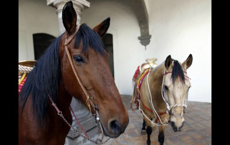 Las caras humanas de ira aceleran significativamente el ritmo de los latidos del corazón del caballo. EL INFORMADOR / ARCHIVO