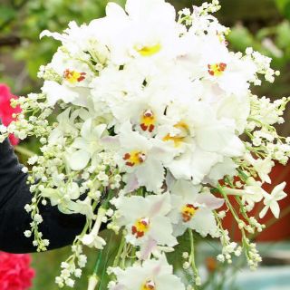 Prohíben el cruce de algunas flores en frontera Sonora-Arizona